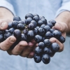 gllr_demo_grapes